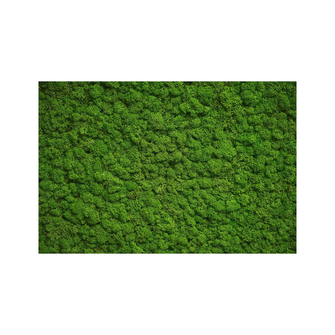 Outdoor and Indoor Rug Moss